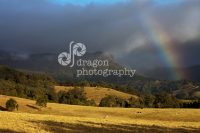 Illawarra_Rainbow